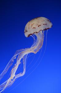 Underwater Ballet Of The Jellyfish 2